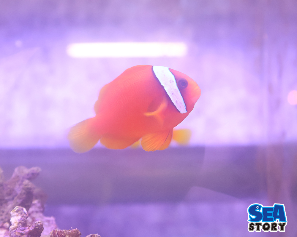20260822_hamakumanomi