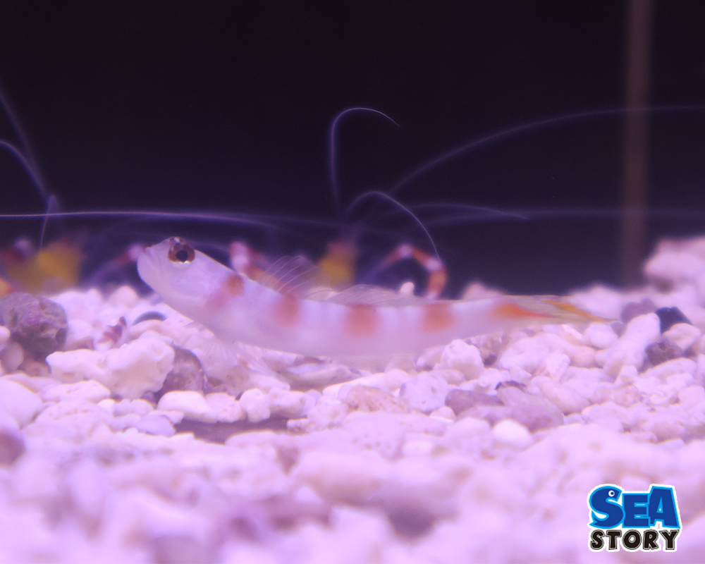ヤノダテハゼ