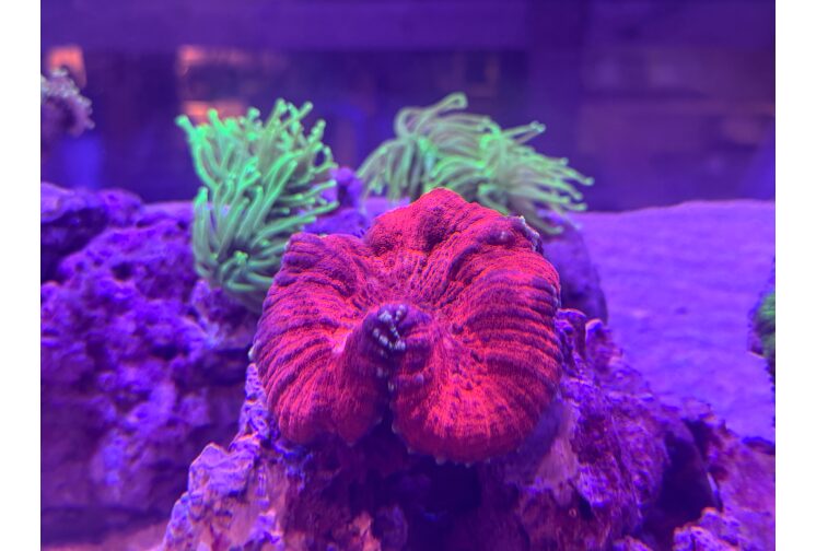 ハナガタサンゴ２