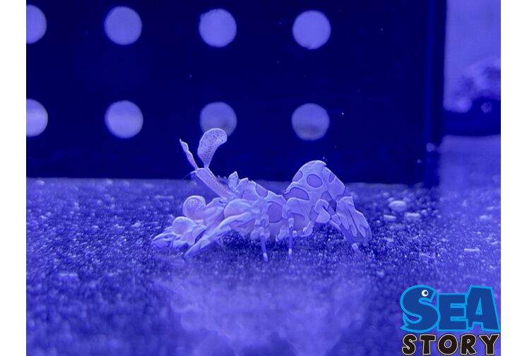 フリソデエビ