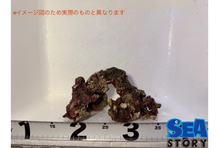S級ライブロックおまかせ1kgセット