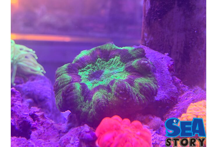 ハナガタサンゴ１