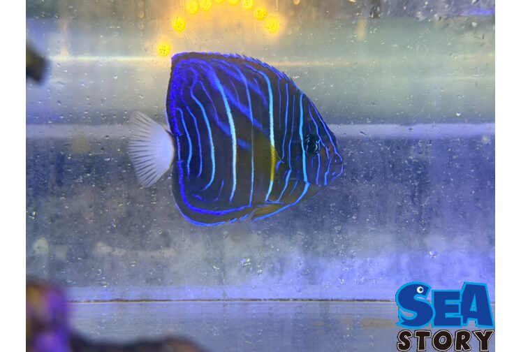 ワヌケヤッコ幼魚