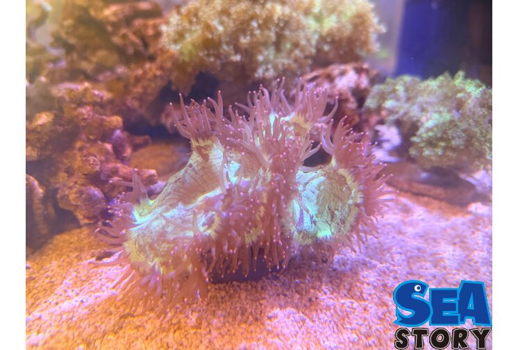 2026.10.2toranpextuto